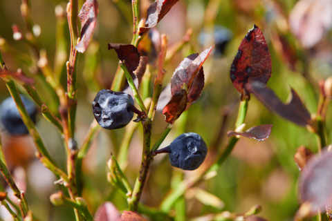 Gemeinde Lindberg Landkreis Regen Schachtenwanderung Heidelbeeren (Dirschl Johann) Deutschland REG